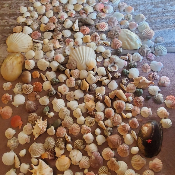 Real sea shells - Picture 2 of 13